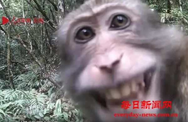 野生熊猴“出镜”情绪激动 谁能翻译说了啥