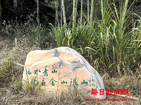 苍坊栗子树：铭记革命岁月的绿意史诗