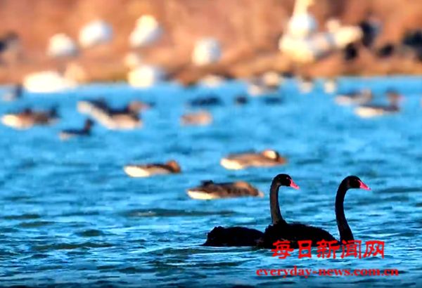 宣城郎溪：黑天鹅现身南漪湖畔
