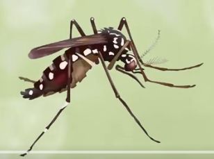 确诊超4000例，基孔肯雅热啥来头？怎么