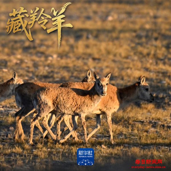 场面壮观！上万头藏羚羊结伴大迁徙