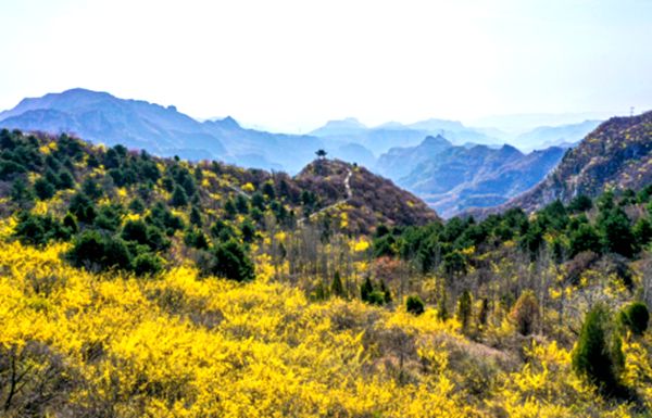 焦作市修武县：依托资源优势 发展连翘产业