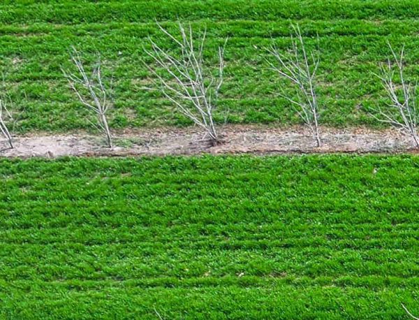 江苏泗洪：小麦春管正当时