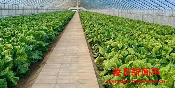 融通农发北京公司 | 深挖设施农业潜力，