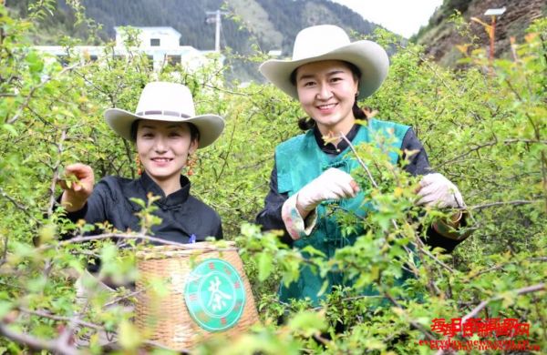 班玛县举办“三色班玛”第六届藏雪茶采摘节