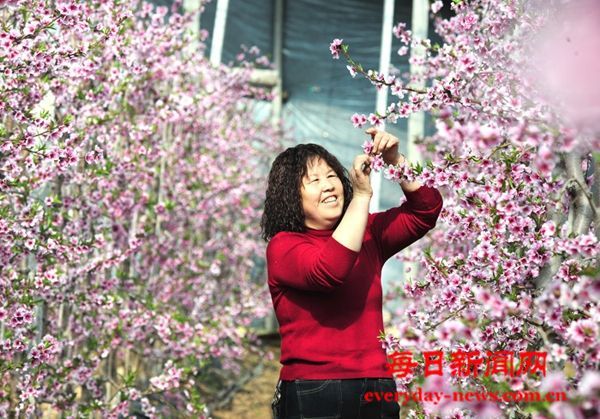  万荣：桃花正艳时 村民春管忙