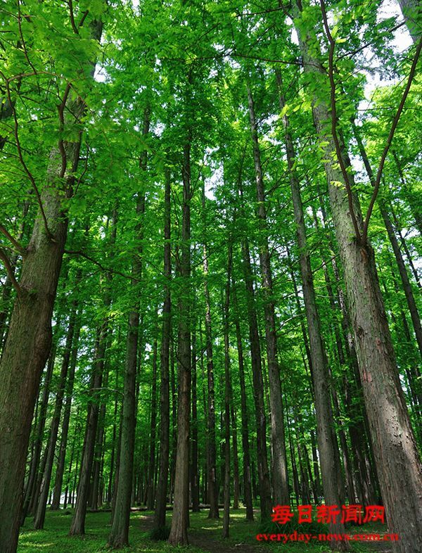 无痛胃肠镜做多了会不会被“麻傻”_