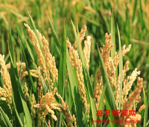 日本米价，暴涨！