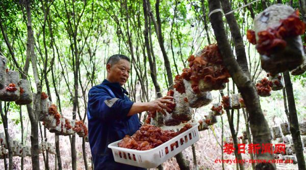 行进中国 | 绿荫树下宝藏多