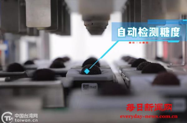 以梅为媒 浙江兰溪杨梅乡迎来台湾客