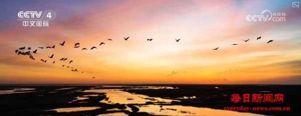 “红毯”湿地焕新生、科技破解“水困” 生