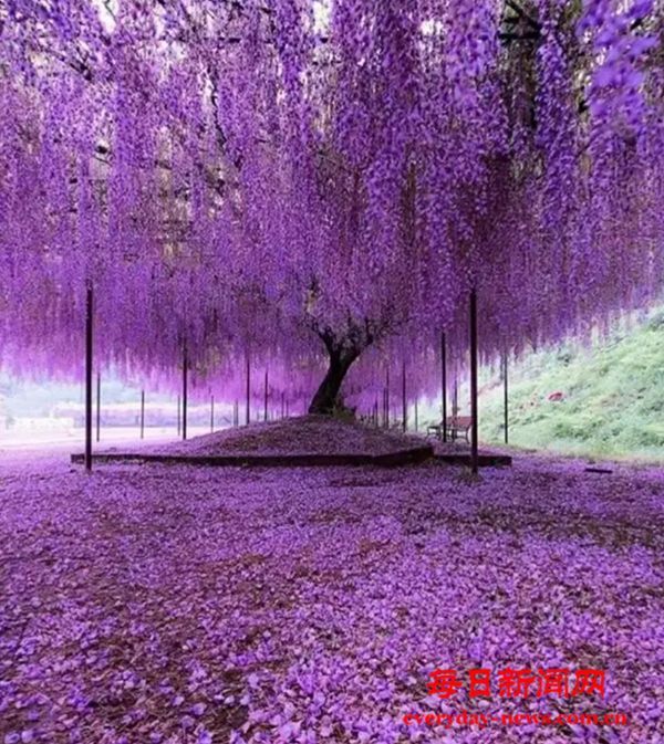 仁言任语: 紫藤园，我未忘你