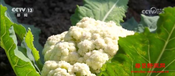 上合组织天津峰会丨一粒种与一堂课 书写上