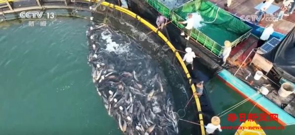 “蓝色粮仓”迎丰收 科技赋能“海鲜自由”