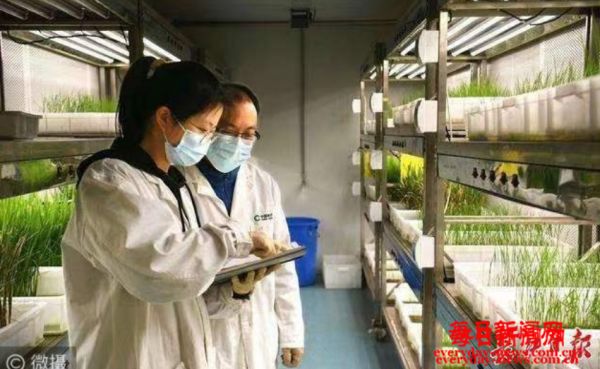 农业生产一次革命性的创新，甲壳素低糖水稻